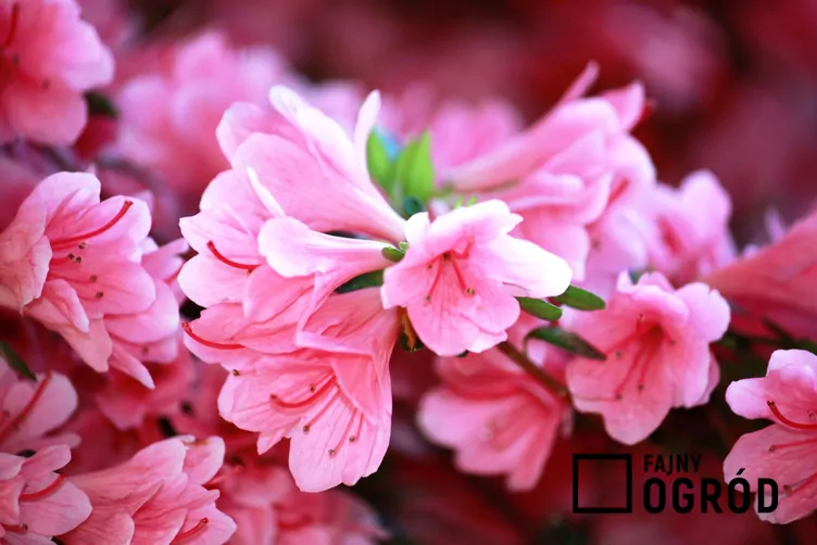 Azalia japońska 'Kermesina'