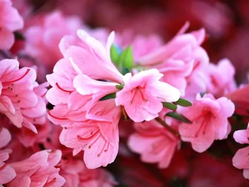 Azalia japońska 'Kermesina' - zdjęcie 4