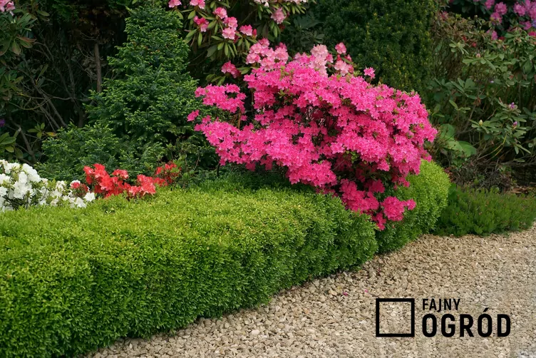 Azalia japońska 'Kermesina' - zdjęcie 5