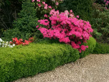 Azalia japońska 'Kermesina' - zdjęcie 5