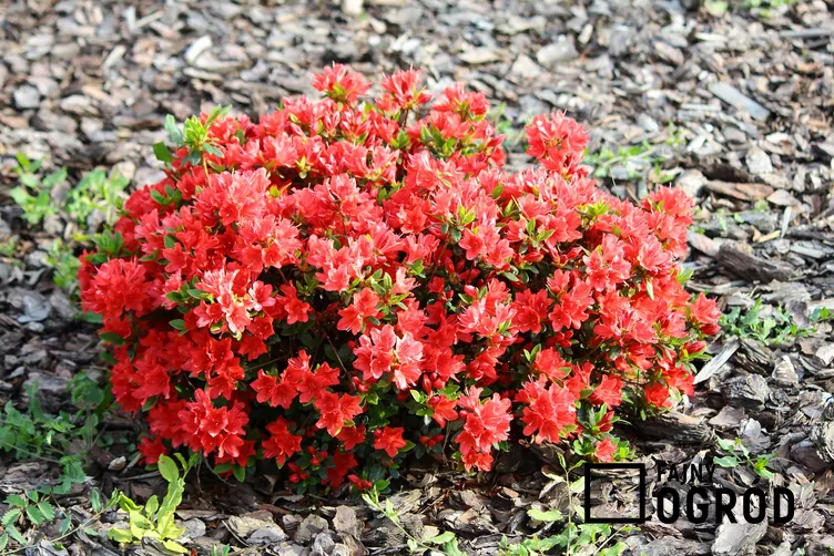 Azalia japońska 'Kermesina'