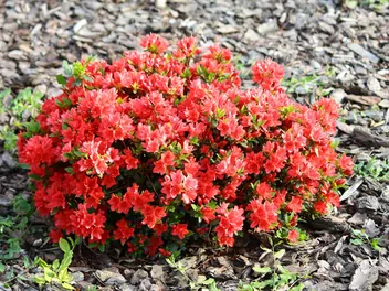 Ilustracja rośliny azalia japońska 'kermesina'