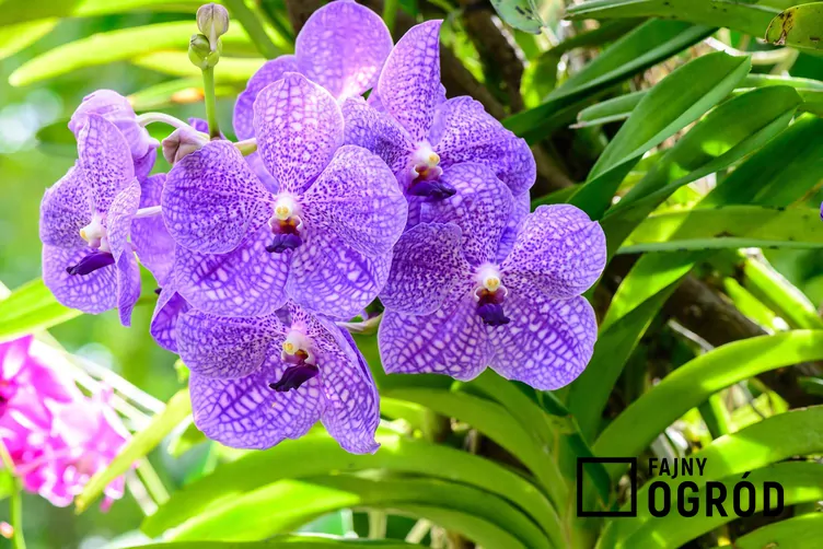 vanda-1 Wanda (rodzaj)