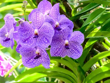 Zdjęcie ilustrujące wanda (rodzaj)