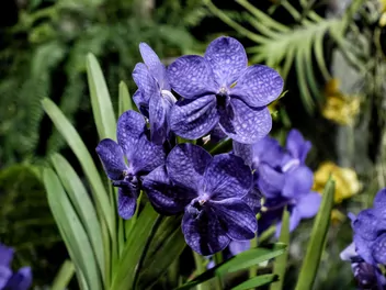 Wanda (rodzaj) - zdjęcie 2