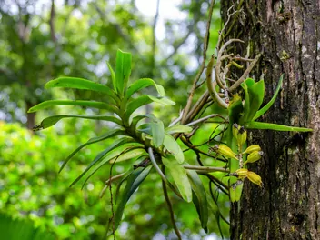 Wanda (rodzaj) - zdjęcie 3