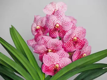 Wanda (rodzaj) - zdjęcie 4