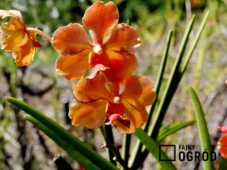 Wanda (rodzaj) - zdjęcie 5