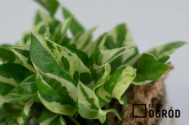 Epipremnum złociste 'Pearls and Jade'