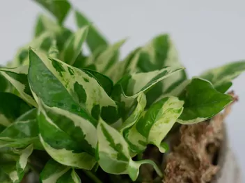 Ilustracja rośliny epipremnum złociste 'pearls and jade'