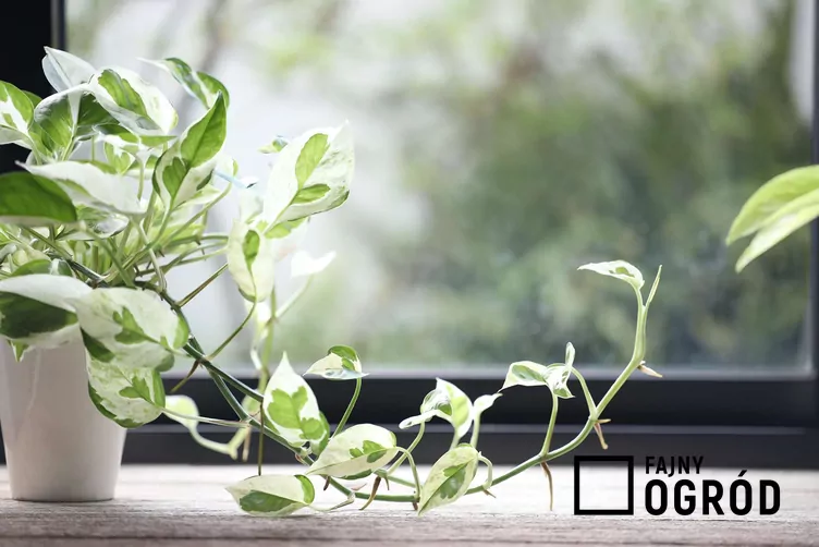 Epipremnum pearls and jade Epipremnum pearls and jade