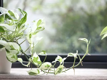 Epipremnum złociste 'Pearls and Jade' - zdjęcie 2