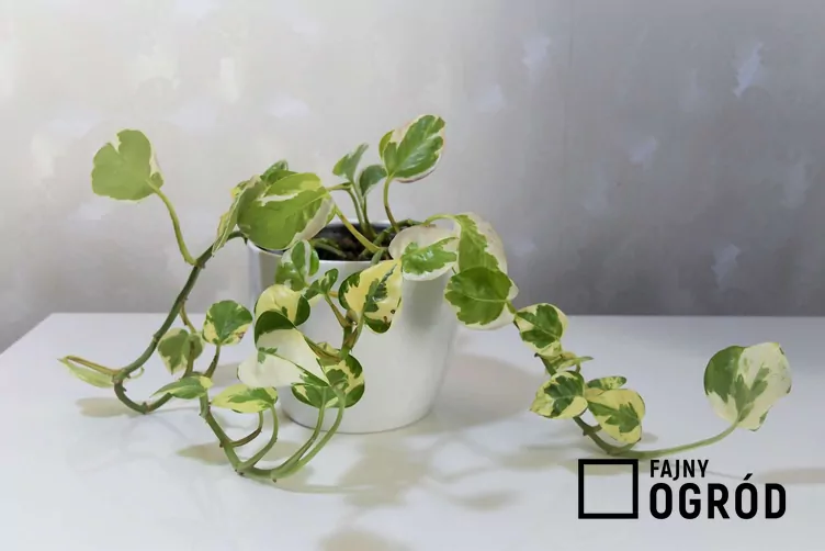 Epipremnum złociste 'Pearls and Jade' Epipremnum złociste 'Pearls and Jade'