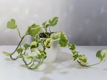 Epipremnum złociste 'Pearls and Jade' - zdjęcie 3