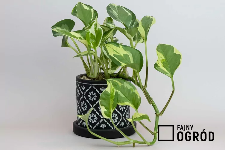 Epipremnum złociste 'Pearls and Jade' Epipremnum złociste 'Pearls and Jade'