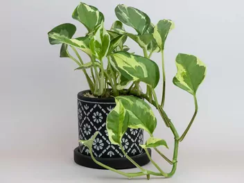 Epipremnum złociste 'Pearls and Jade' - zdjęcie 4