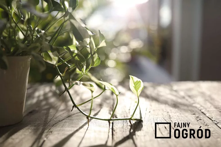 Epipremnum złociste 'Pearls and Jade' - zdjęcie 5 Epipremnum złociste 'Pearls and Jade' - zdjęcie 5