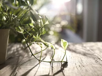 Epipremnum złociste 'Pearls and Jade' - zdjęcie 5