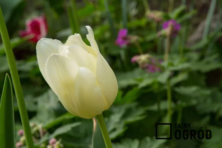 Tulipan 'Maria Kaczyńska'