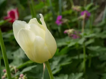 Ilustracja rośliny tulipan 'maria kaczyńska'