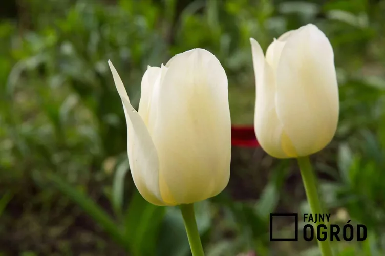 Tulipan maria kaczyńska