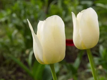 Tulipan 'Maria Kaczyńska' - zdjęcie 2