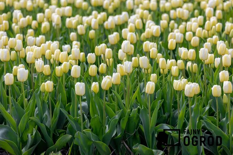 Tulipan 'Maria Kaczyńska'