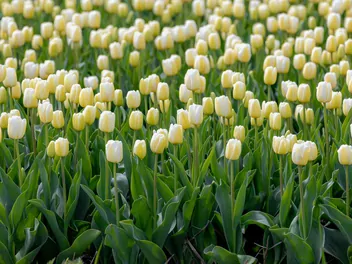 Tulipan 'Maria Kaczyńska' - zdjęcie 3