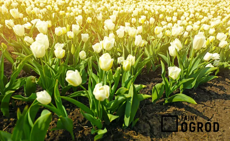 Tulipan 'Maria Kaczyńska'