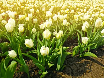 Tulipan 'Maria Kaczyńska' - zdjęcie 4