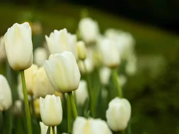 Tulipan 'Maria Kaczyńska' - zdjęcie 5