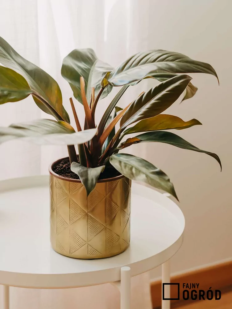 Filodendron imperial red