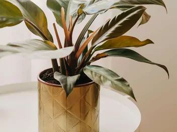 Filodendron 'Imperial Red' - zdjęcie 2