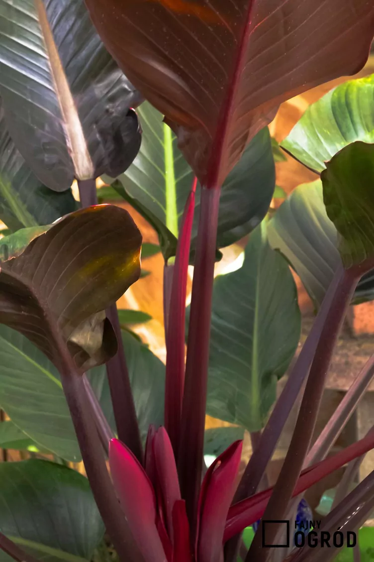 Filodendron 'Imperial Red'