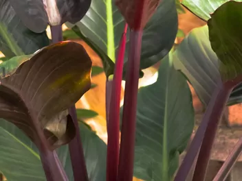Filodendron 'Imperial Red' - zdjęcie 3