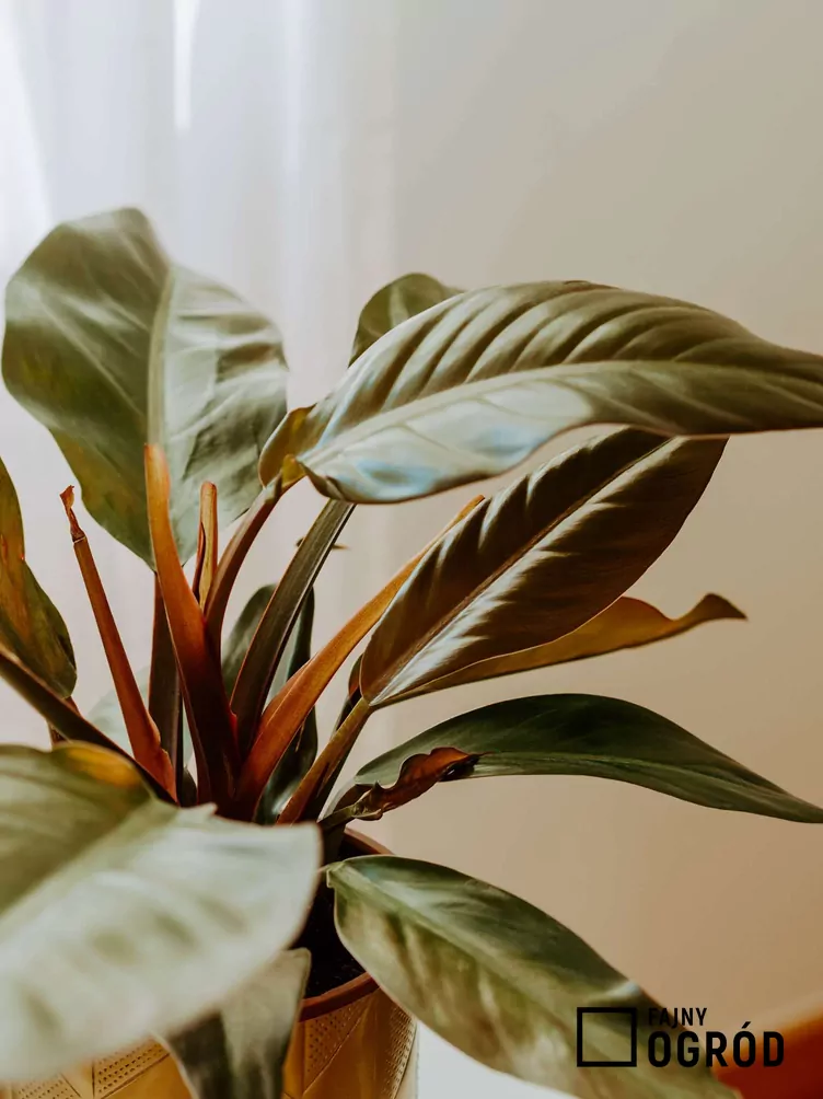 Filodendron 'Imperial Red'