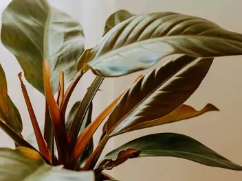 Filodendron 'Imperial Red' - zdjęcie 4