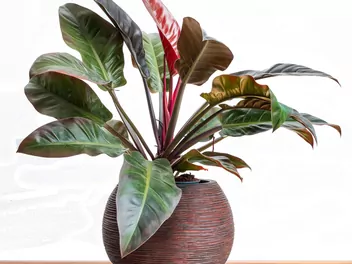 Filodendron 'Imperial Red' - zdjęcie 5