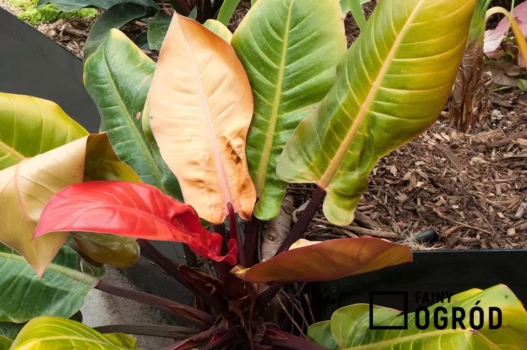 Filodendron 'Imperial Red'