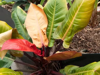 Zdjęcie ilustrujące filodendron 'imperial red'