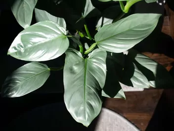 Zdjęcie ilustrujące filodendron 'silver queen'