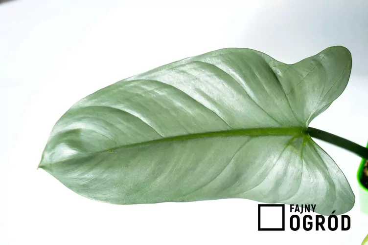 Filodendron siver queen