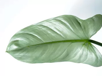 Filodendron 'Silver Queen' - zdjęcie 2