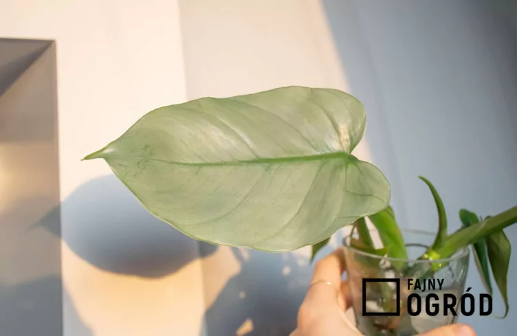 Filodendron 'Silver Queen'