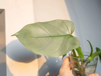 Filodendron 'Silver Queen' - zdjęcie 3