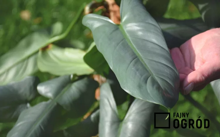 Filodendron 'Silver Queen'