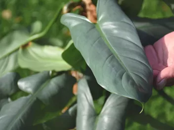 Filodendron 'Silver Queen' - zdjęcie 4