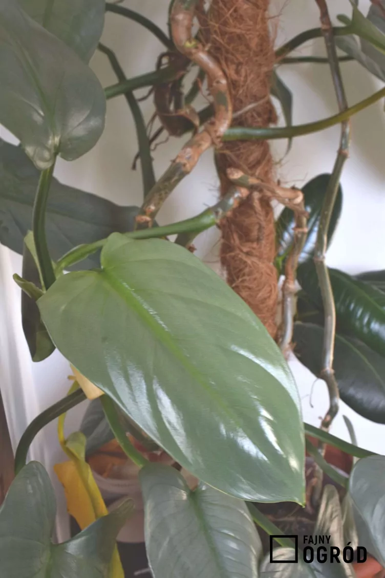 Filodendron 'Silver Queen' - zdjęcie 5