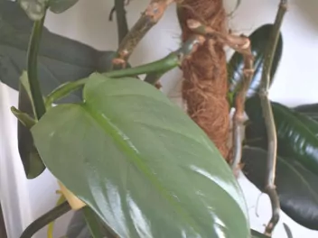 Filodendron 'Silver Queen' - zdjęcie 5