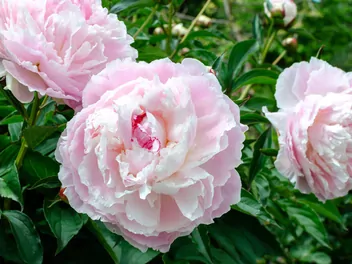 Ilustracja rośliny piwonia chińska 'shirley temple'